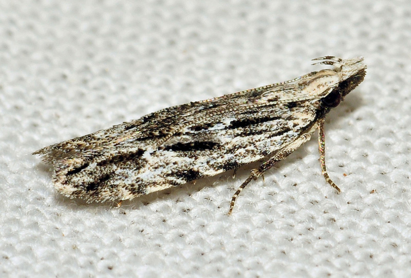 7 Gelechiidae - Anarsia lineatella